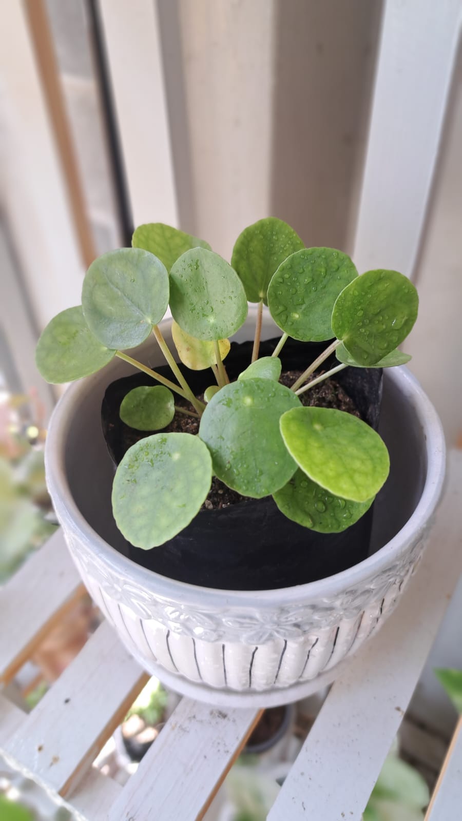 Peperomia